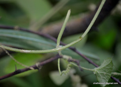 Cucumis maderaspatanus