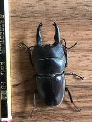 Lucanidae