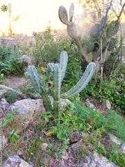 Myrtillocactus geometrizans