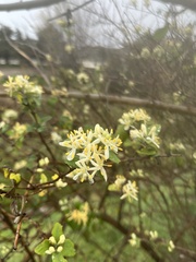 Lonicera fragrantissima
