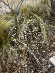 Artemisia dracunculus
