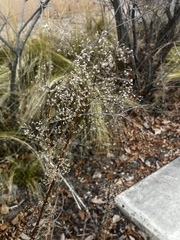 Artemisia dracunculus