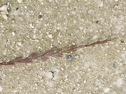 Lolium rigidum iNat (3)