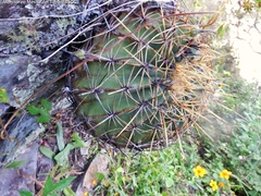 Ferocactus histrix