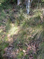 Poa meionectes