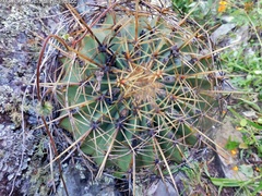 Ferocactus histrix