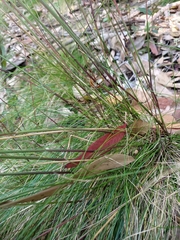 Poa meionectes