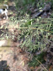 Poa meionectes