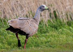 Cereopsis novaehollandiae