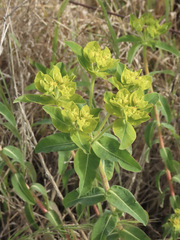 Euphorbia oblongata