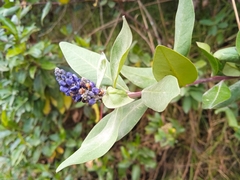 Monnina