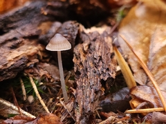 Mycena leptocephala