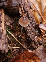 Mycena leptocephala