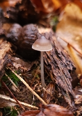 Mycena leptocephala