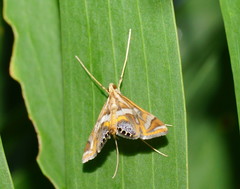 Margarosticha euprepialis