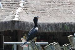 Nannopterum brasilianum