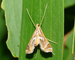 Margarosticha euprepialis
