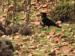 Corvus rhipidurus