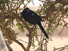 Onychognathus frater