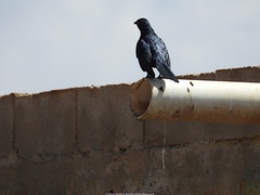 Onychognathus frater