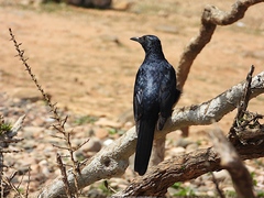 Onychognathus blythii