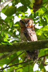Strix leptogrammica