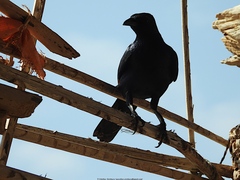 Onychognathus frater