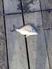 Acanthopagrus australis