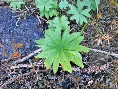 Oxalis