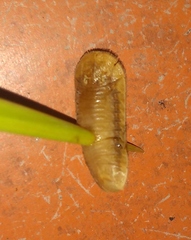 Coraliomela quadrimaculata