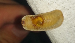 Coraliomela quadrimaculata