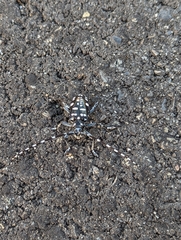 Anoplophora chinensis