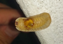 Coraliomela quadrimaculata