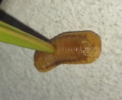 Coraliomela quadrimaculata