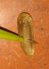 Coraliomela quadrimaculata