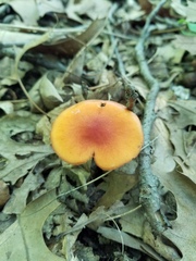 Cortinarius hesleri