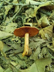 Cortinarius hesleri