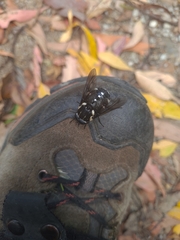Triclista guttata