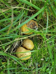 Scleroderma michiganense