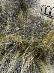 Nassella tenuissima