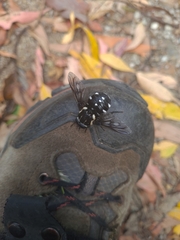 Triclista guttata