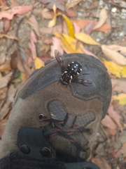 Triclista guttata