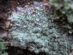 Lecanora strobilina