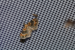 Eupithecia linariata