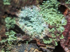 Lecanora strobilina