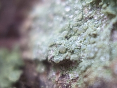 Lecanora strobilina