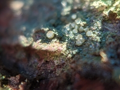 Lecanora strobilina