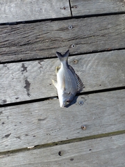 Acanthopagrus australis