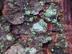 Lecanora strobilina