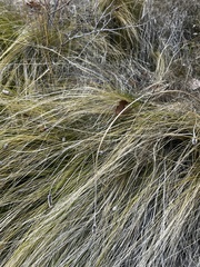 Nassella tenuissima